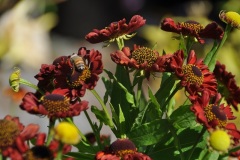 1_Helenium-Hot-Lava