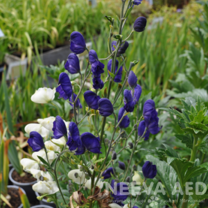 aconitum