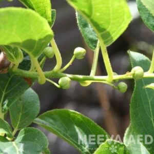 Teravahambaline aktiniidia 'Issai' L-5