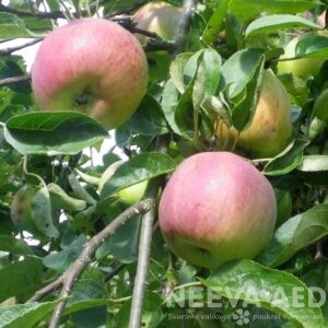 Viljapuud ja marjapõõsad, Õunapuu, Cortland