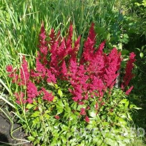 Lilled, Astilbe, Arendsi astilbe, Fanal 