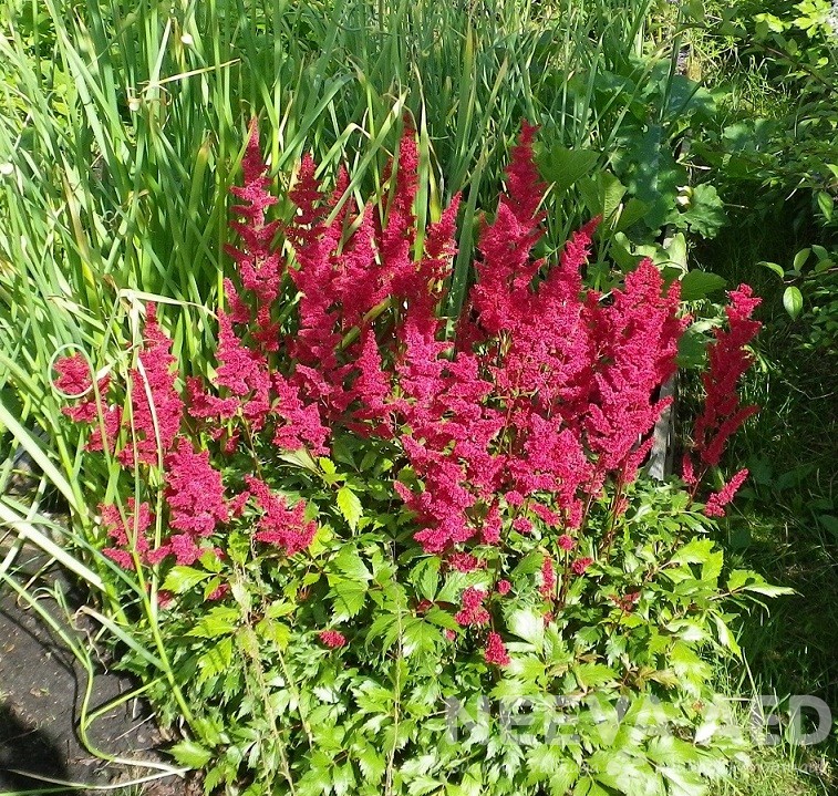 Lilled, Astilbe, Arendsi astilbe, Fanal