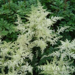 Lilled, Astilbe, Arendsi astilbe, Brautschleier