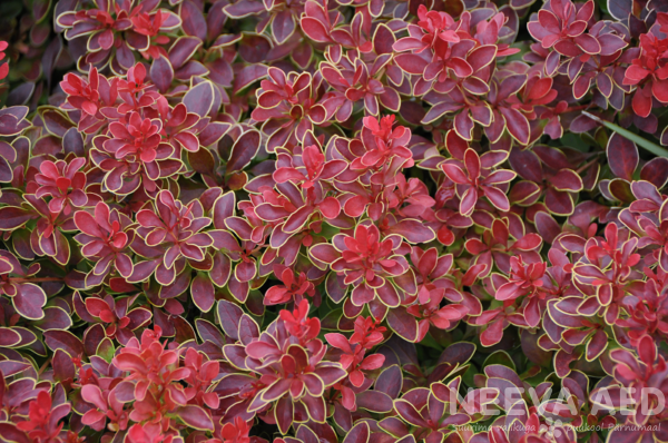 berberis