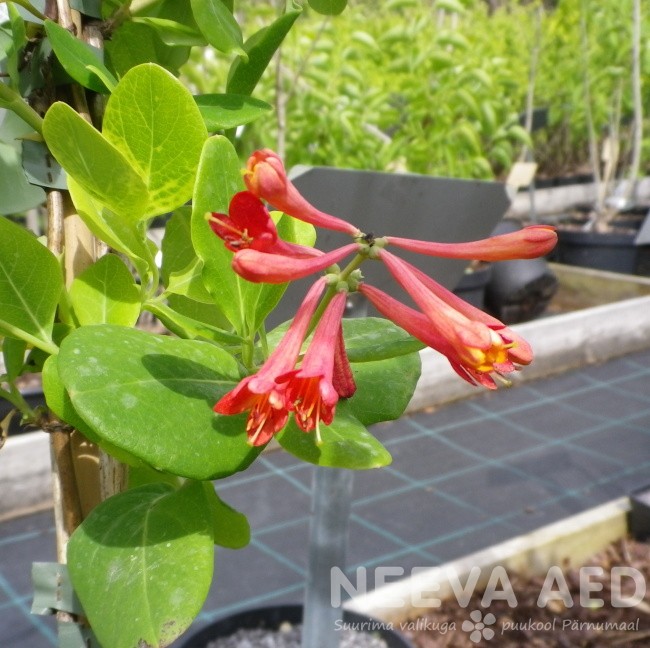 Browni kuslapuu, Dropmore Scarlet - Image 2