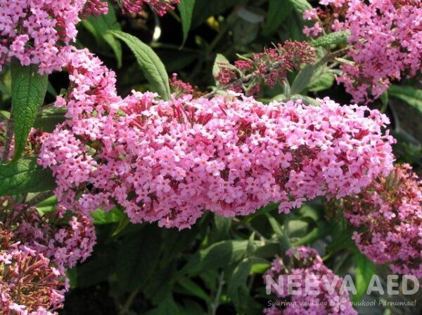 Davidi budleia, Pink Delight