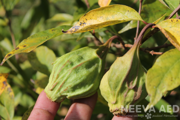 calycanthus