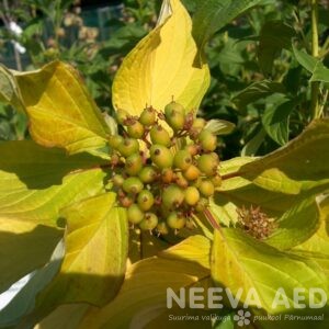 Siberi kontpuu 'Aurea'
