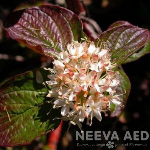 Siberi kontpuu 'Kesselringii'