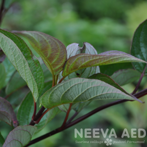 cornus