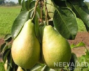 Viljapuud ja Marjapõõsad, Pirnipuu, Duhmjanaja