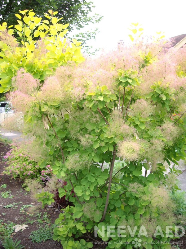 Harilik parukapuu 'Golden Spirit'