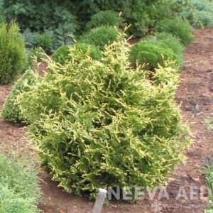 Harilik elupuu 'Stolwijk' 140-160cm L-15