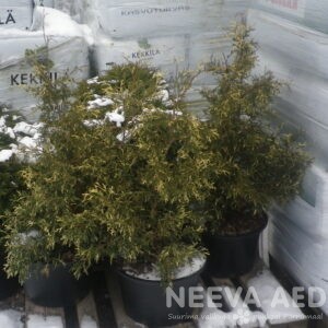 Harilik elupuu 'Wandestyke Silver' kollane /punane 220-250cm C-69