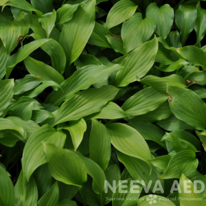 hosta