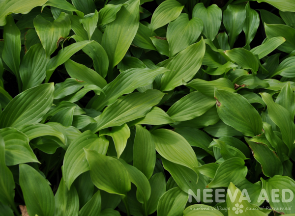 hosta