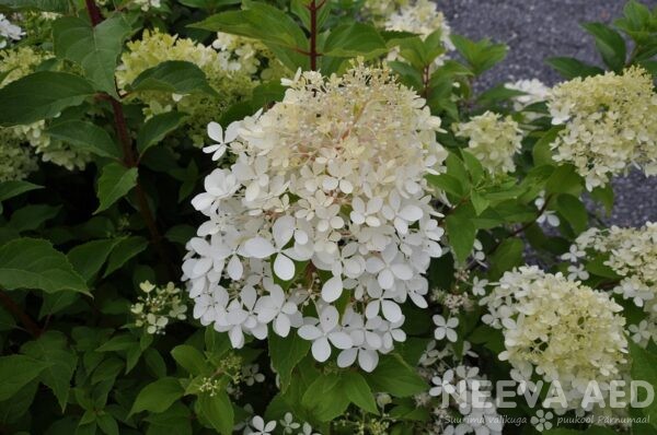 aedhortensia