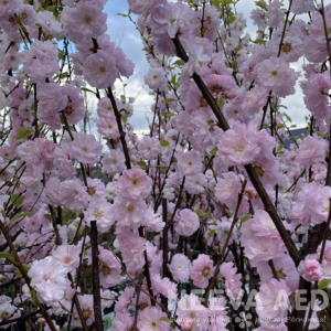 prunus