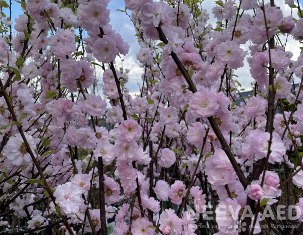 prunus