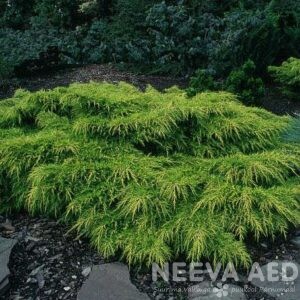 Pfitzeri kadakas 'Gold Coast'