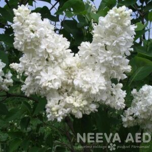 Harilik sirel, Madame Lemoine