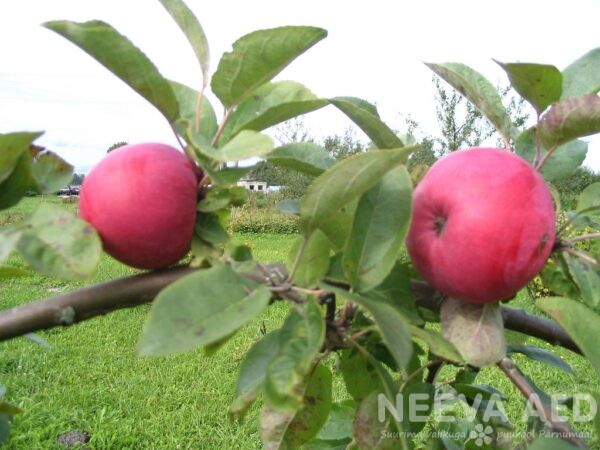 Viljapuud ja marjapõõsad, Õunapuu, Melba