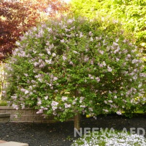 Meyeri sirel 'Palibin'