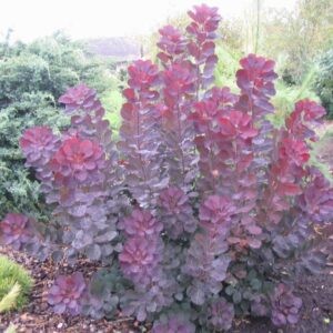 Harilik parukapuu 'Royal Purple'
