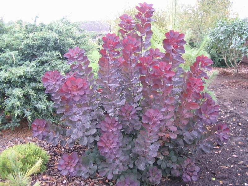 Harilik parukapuu 'Royal Purple'