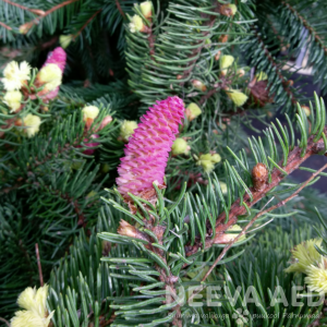 Picea