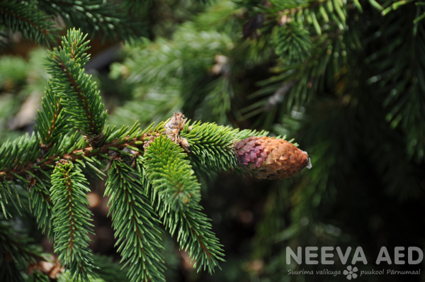 picea