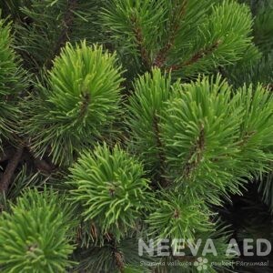 pinus