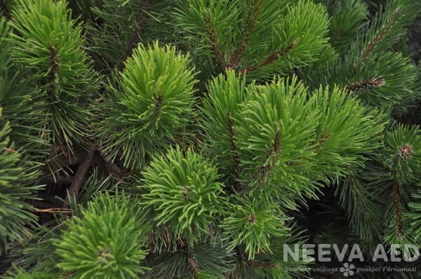 pinus