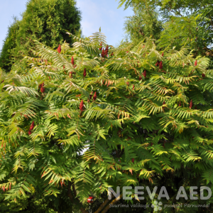 rhus