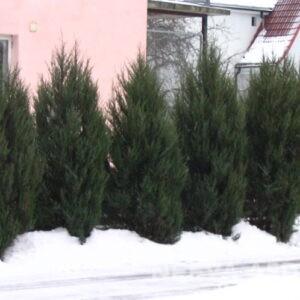 Kaljukadakas 'Skyrocket' L-5