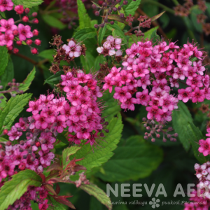 Spirea