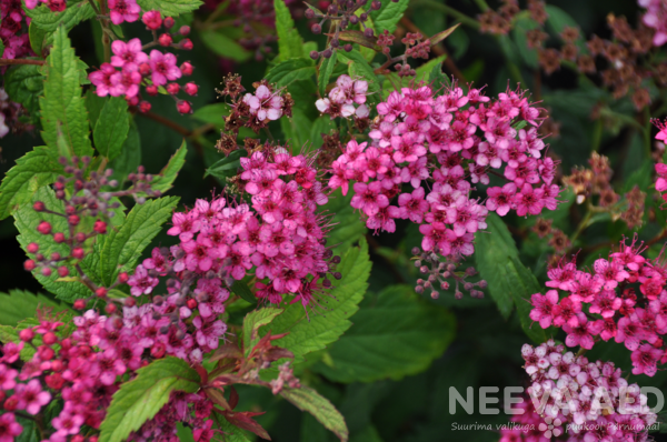 Spirea