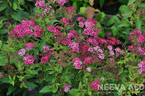 Spirea