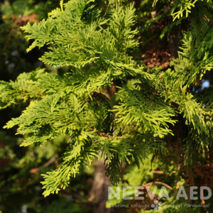 Thuja