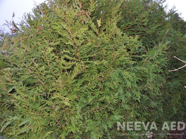 thuja