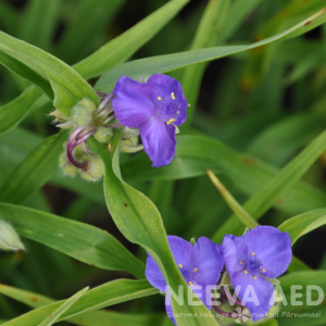 tradescantia