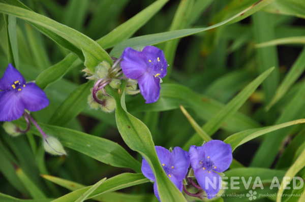 tradescantia