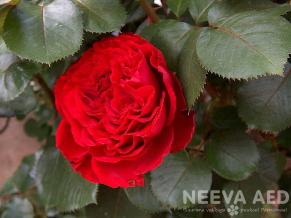 Peenraroos F 'Traviata' L-3