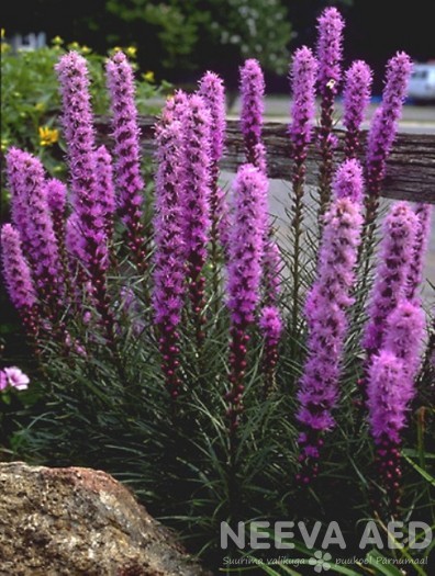Tähkjas liatris ´Kobold´ L-1,5