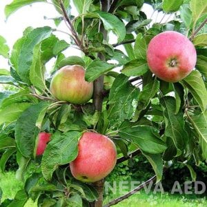 Sammasõunapuu 'Uldis'  L-5