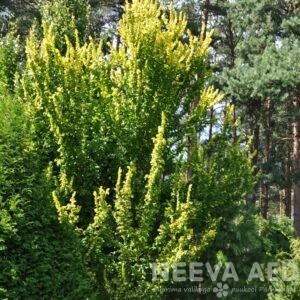 Jalakas, juudapuulehik