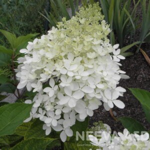 Aedhortensia 'Dolly'