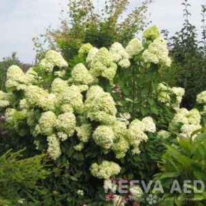 Aedhortensia 'Limelight' / 30-40cm / L-3
