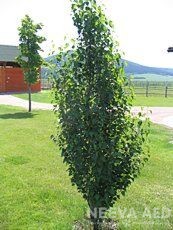 Arukask 'Fastigiata' 140-160cm L-20