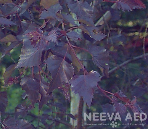 Arukask 'Purpurea'